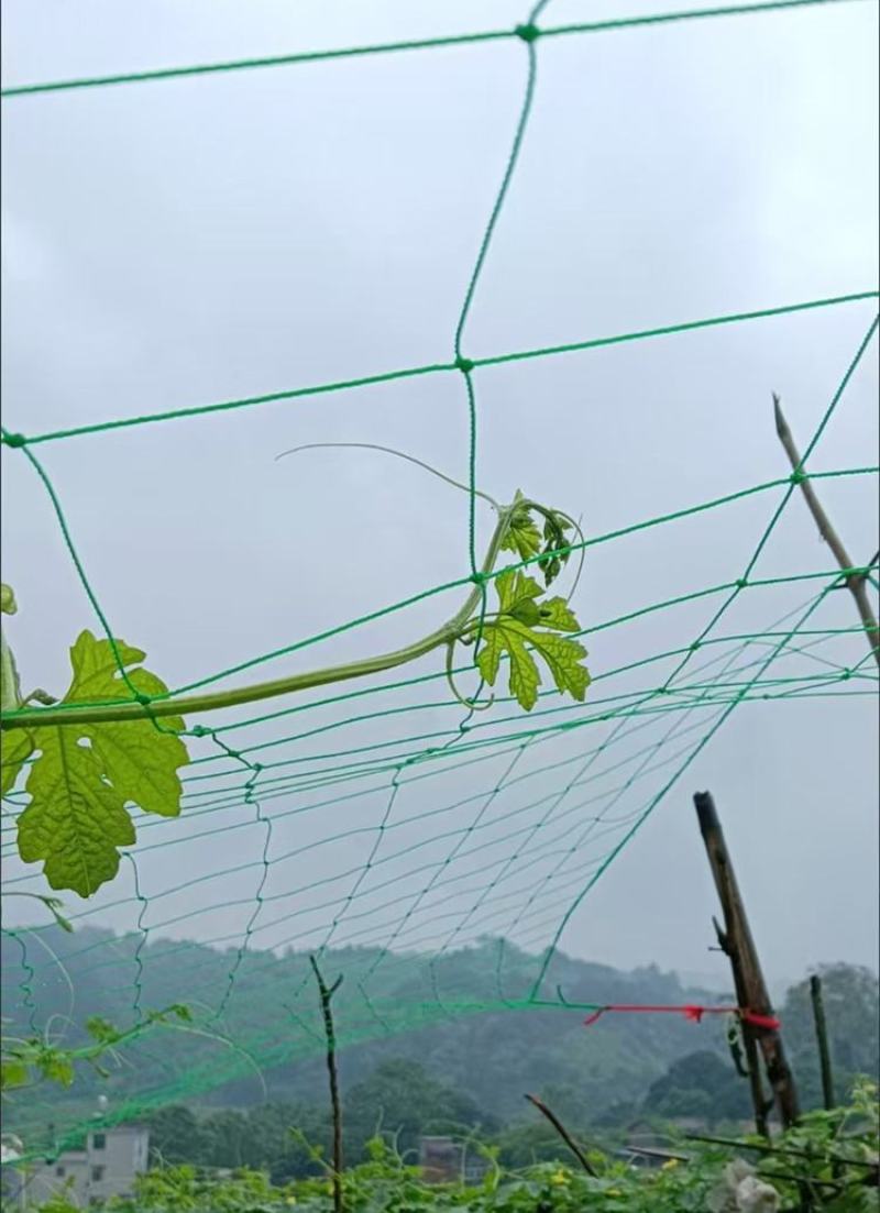 植物爬藤网加粗锁边攀爬网百香果丝瓜葡萄黄瓜豆角黄瓜搭架网