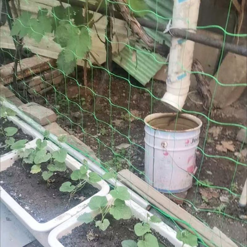植物爬藤网加粗锁边攀爬网百香果丝瓜葡萄黄瓜豆角黄瓜搭架网