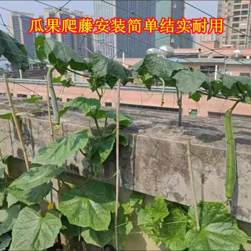 植物爬藤网加粗锁边攀爬网百香果丝瓜葡萄黄瓜豆角黄瓜搭架网