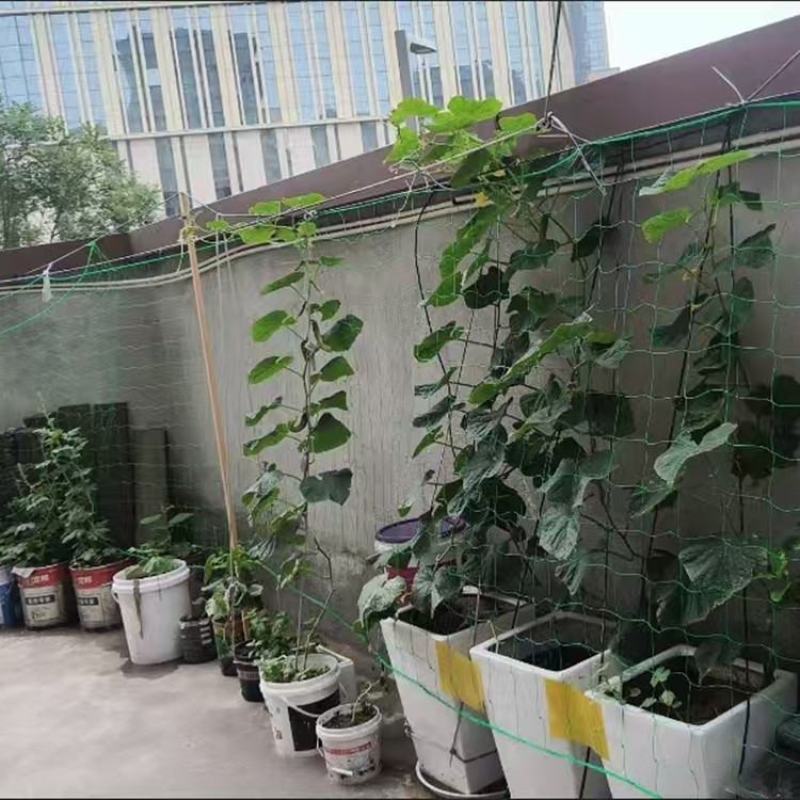 植物爬藤网加粗锁边攀爬网百香果丝瓜葡萄黄瓜豆角黄瓜搭架网