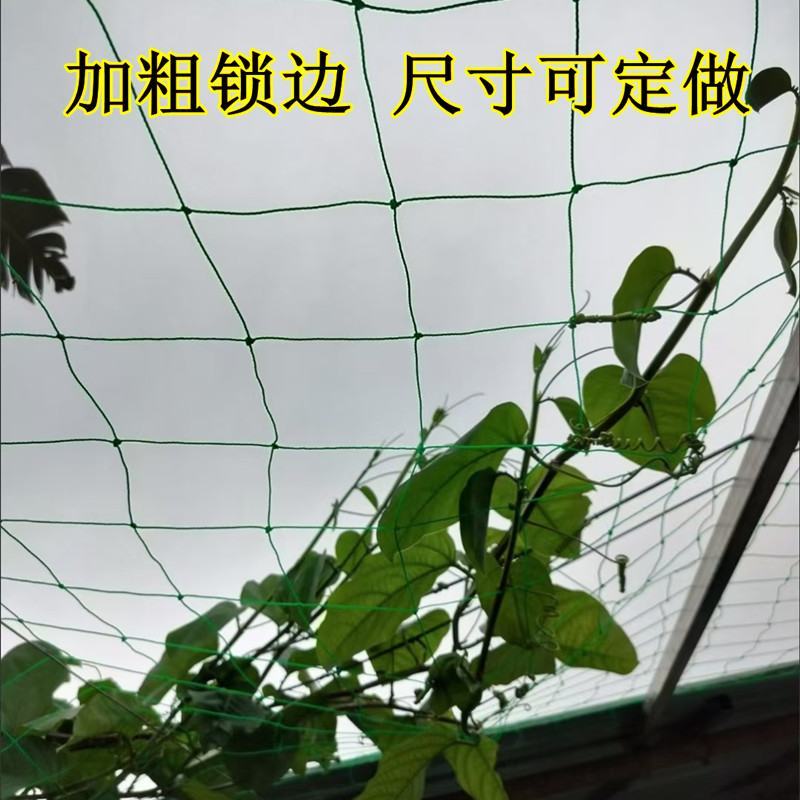 植物爬藤网加粗锁边攀爬网百香果丝瓜葡萄黄瓜豆角黄瓜搭架网