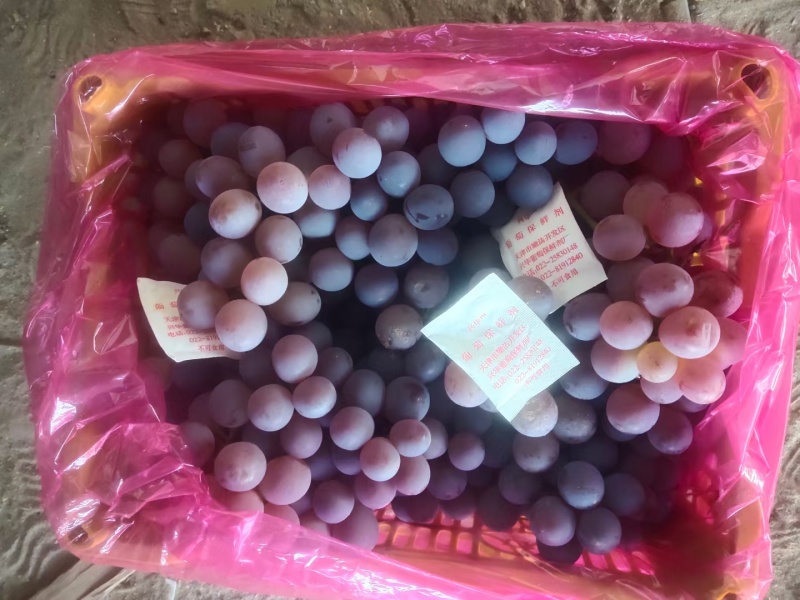 河北龙眼葡萄大量上市质量好需要的联系