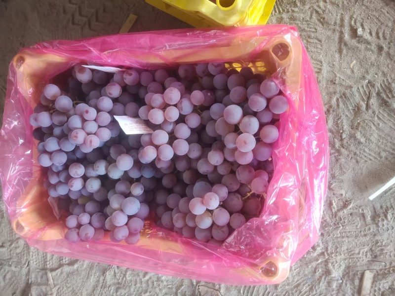 河北龙眼葡萄大量上市质量好需要的联系