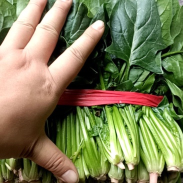 成都冬菜之菠菜大量上市了！！！！！！！