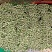 成都冬菜之菠菜大量上市了！！！！！！！