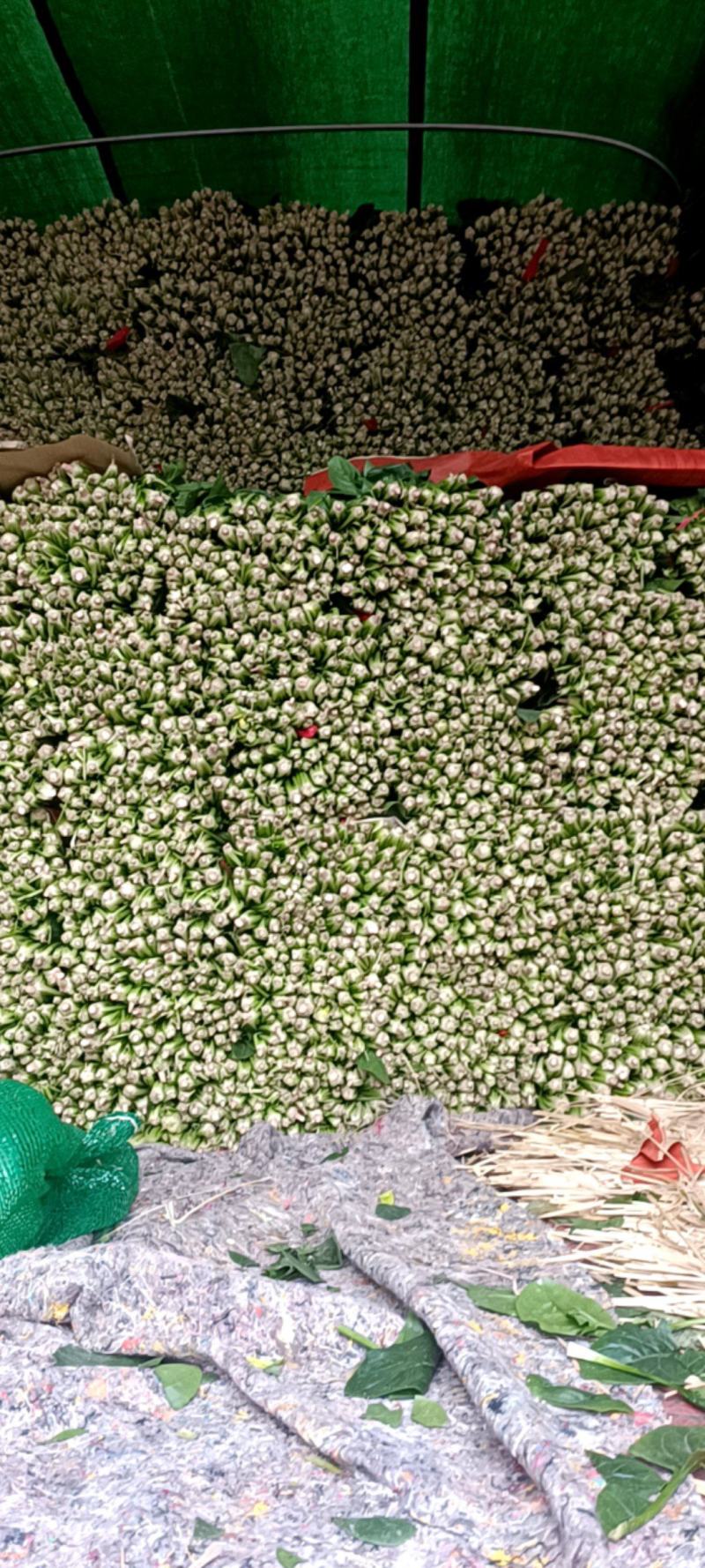 成都冬菜之菠菜大量上市了！！！！！！！