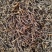 钩藤正品钩藤当季新钩藤贵州钩藤含钩率高大货批发零售