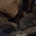 高山正宗野生桑树桑黄野生货产地稀缺货