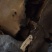 高山正宗野生桑树桑黄野生货产地稀缺货