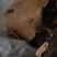 高山正宗野生桑树桑黄野生货产地稀缺货
