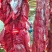 新鲜草原牛肉