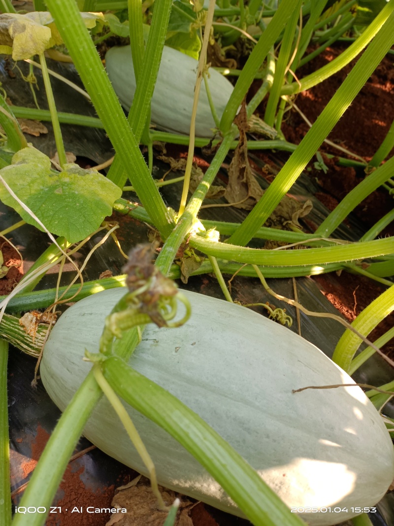 湛江贵族南瓜大量供货