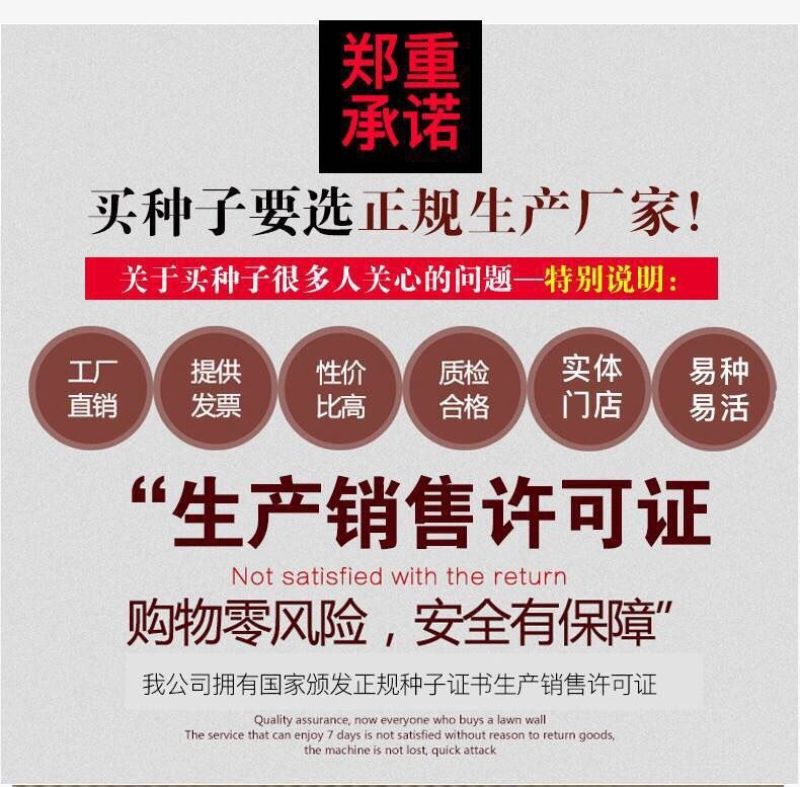 精品百日草种子四季开花易成活庭院花卉厂家货源发全国