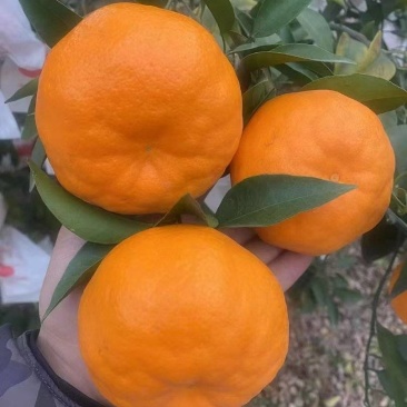 春见耙耙柑