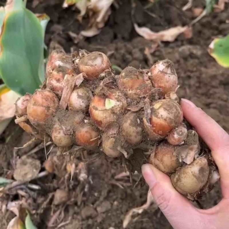 天花板级沙姜种