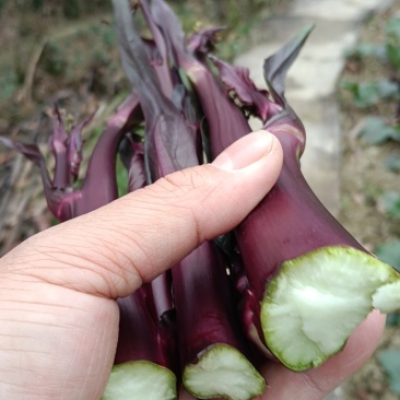 贵州遵义红菜苔