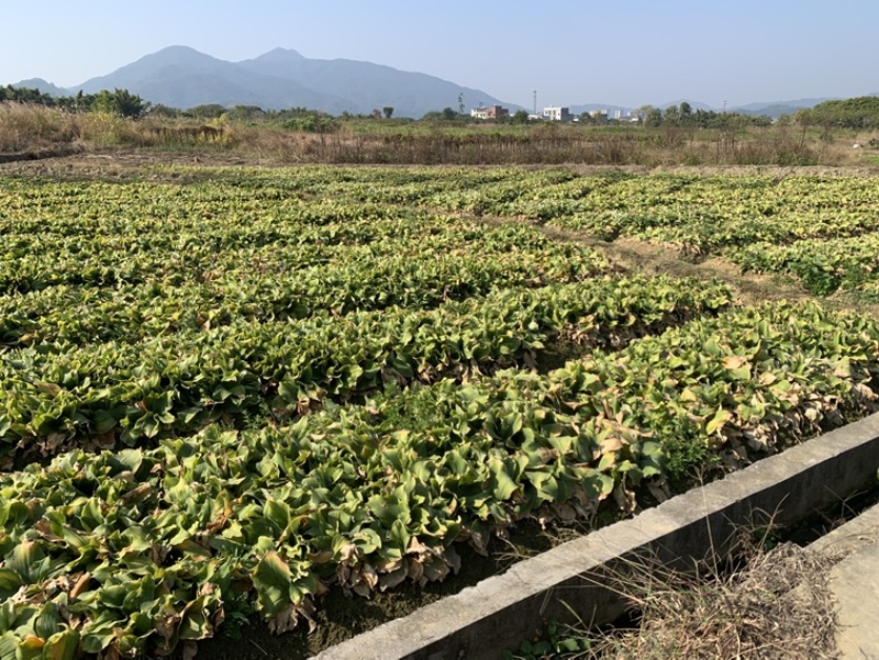 天花板级沙姜种