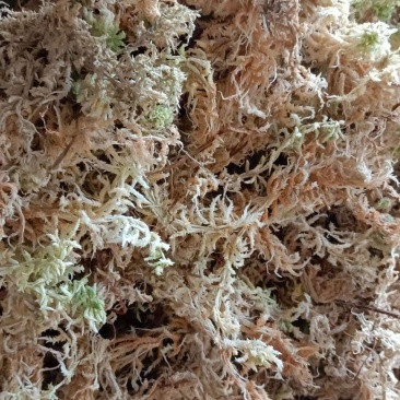 优质水苔，天然无添加，适合种植和园艺，保湿透气助力植物