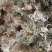 优质水苔，天然无添加，适合种植和园艺，保湿透气助力植物