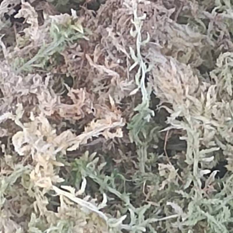 优质水苔，天然无添加，适合种植和园艺，保湿透气助力植物