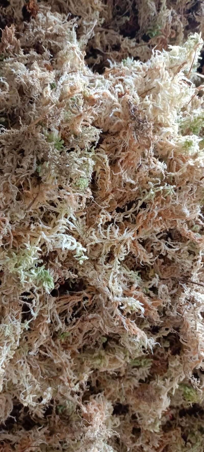 优质水苔，天然无添加，适合种植和园艺，保湿透气助力植物
