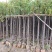 香樟树苗3-4-5-6公分，绿美用苗
