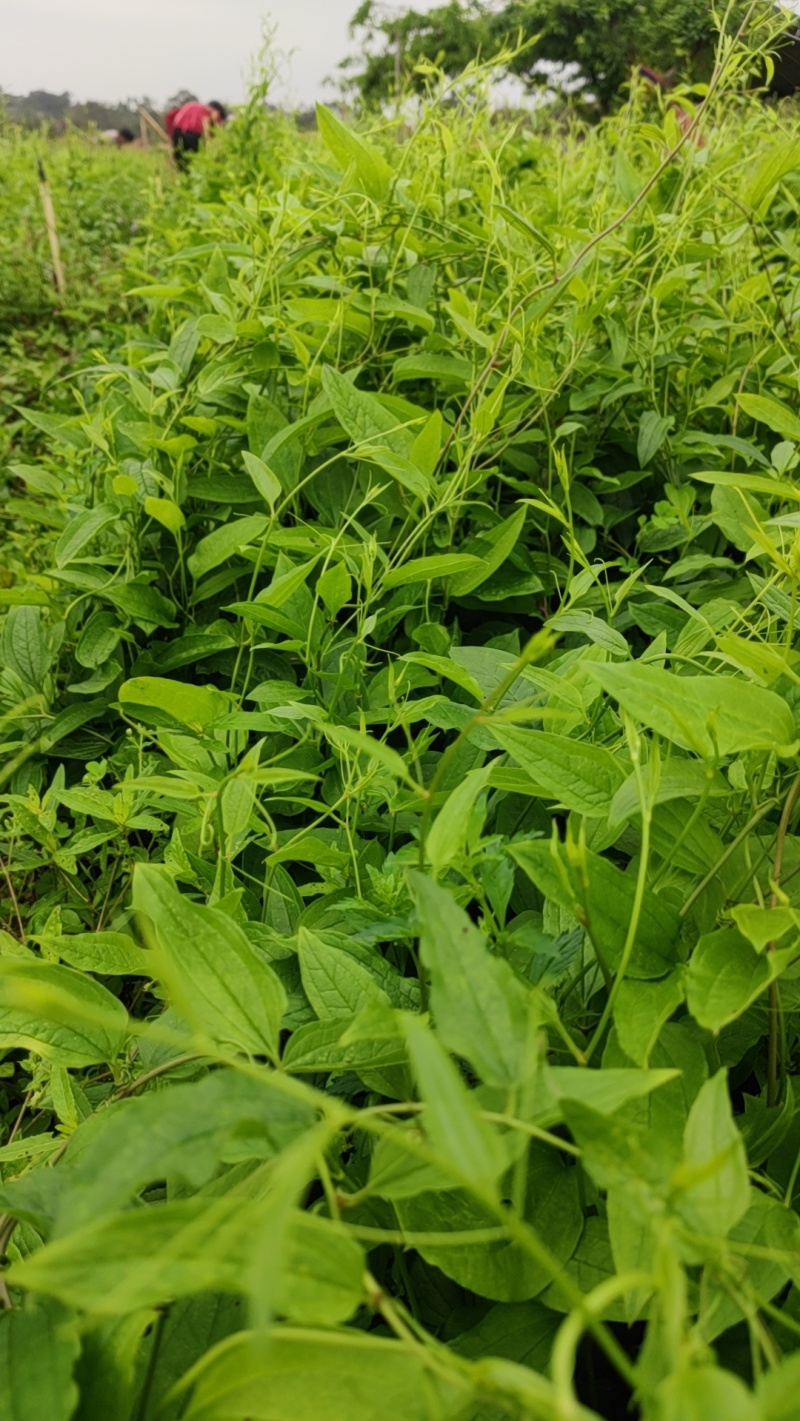 牛尾菜苗保质保量真实报价支持线上线下全国发货