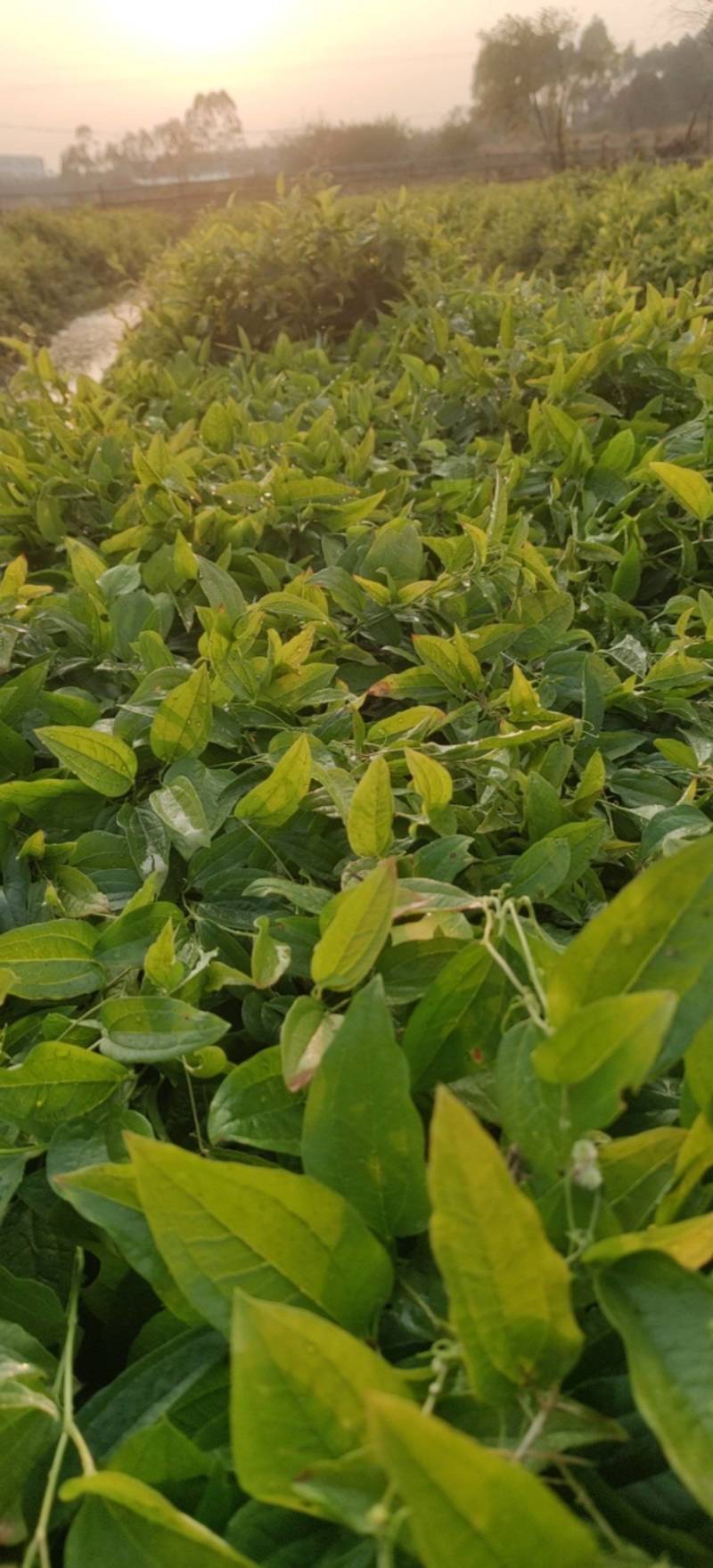 牛尾菜苗保质保量真实报价支持线上线下全国发货