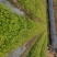 牛尾菜苗保质保量真实报价支持线上线下全国发货