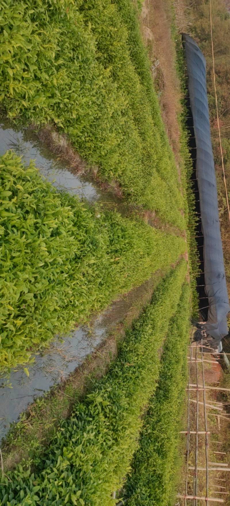 牛尾菜苗保质保量真实报价支持线上线下全国发货
