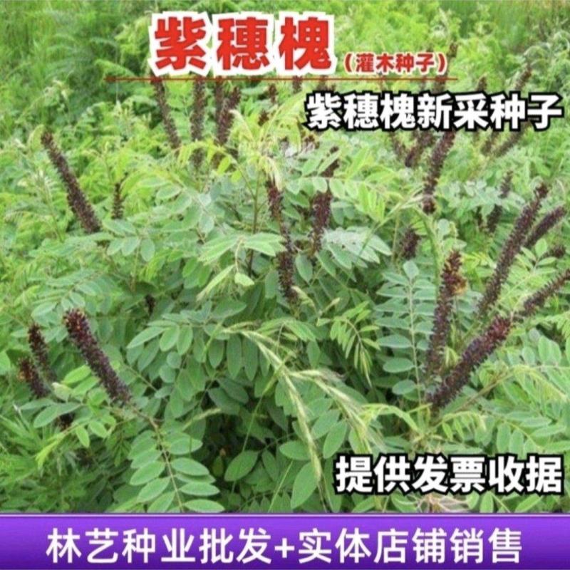 紫穗槐种子园林绿化边坡高速公路铁道护坡固土草灌木草籽