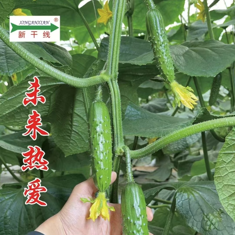 未来热爱2号黄瓜种子强雌性油亮翠绿高产甜脆水果黄瓜种子