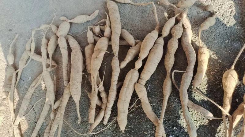 新鲜野生牛大力，大量有货，欢迎来洽谈，保质保量，全国发货