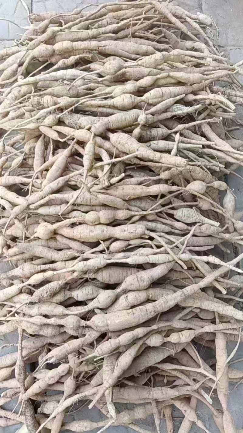 新鲜野生牛大力，大量有货，欢迎来洽谈，保质保量，全国发货