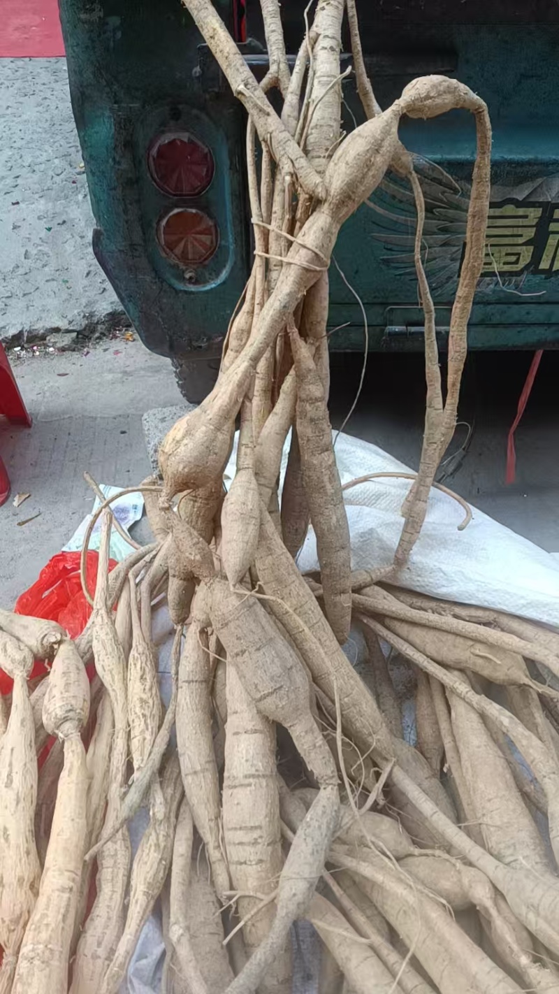 新鲜野生牛大力，大量有货，欢迎来洽谈，保质保量，全国发货