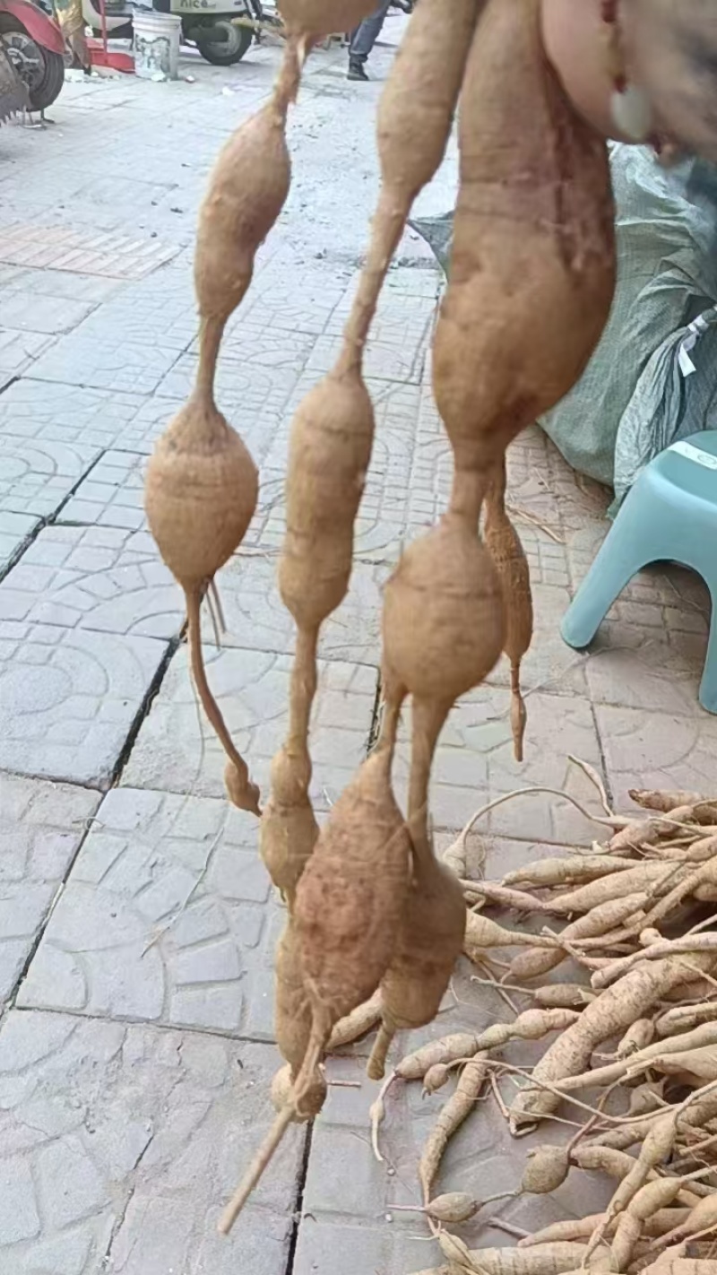 新鲜野生牛大力，大量有货，欢迎来洽谈，保质保量，全国发货