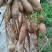 新鲜野生牛大力，大量有货，欢迎来洽谈，保质保量，全国发货