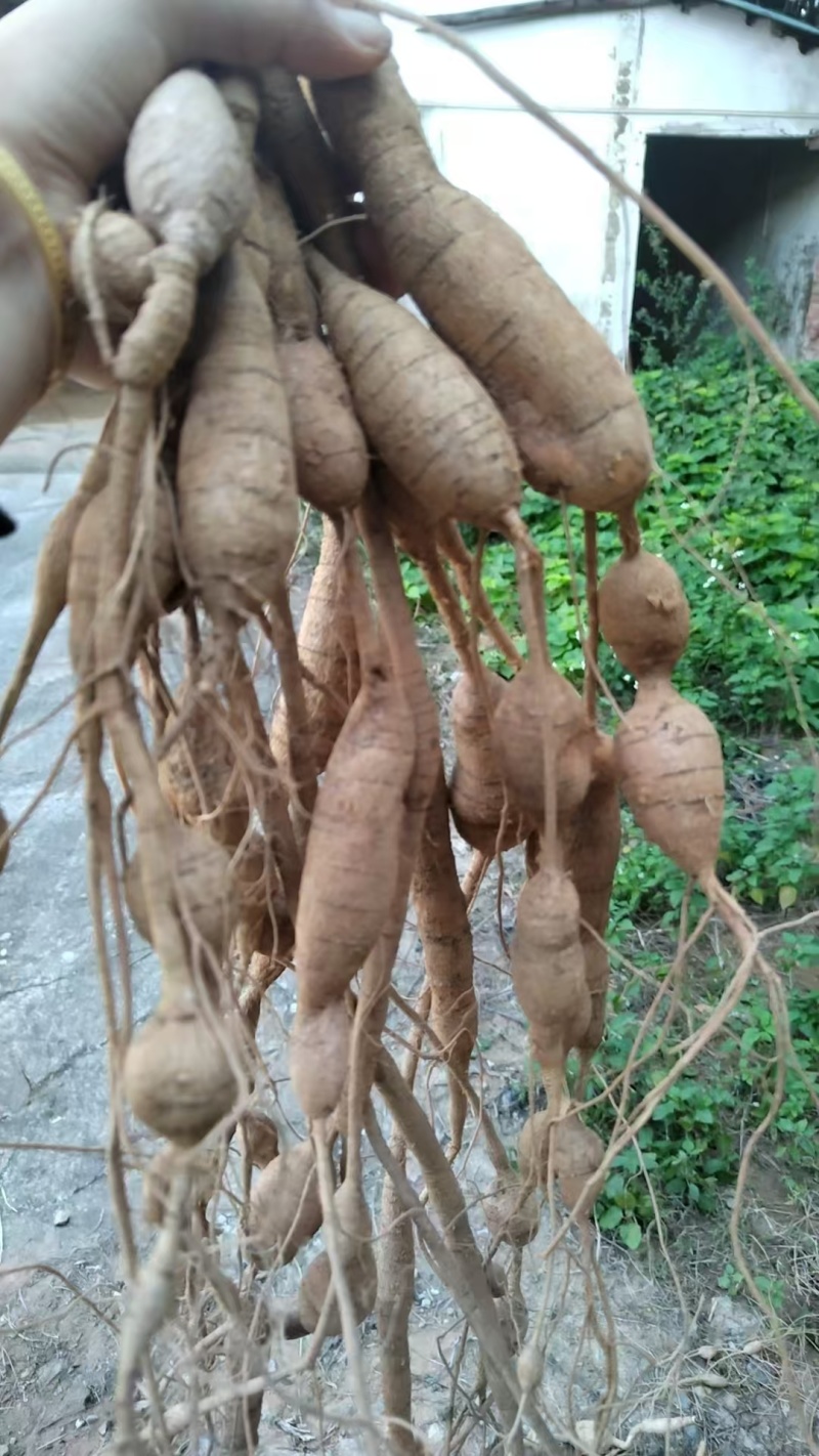 新鲜野生牛大力，大量有货，欢迎来洽谈，保质保量，全国发货