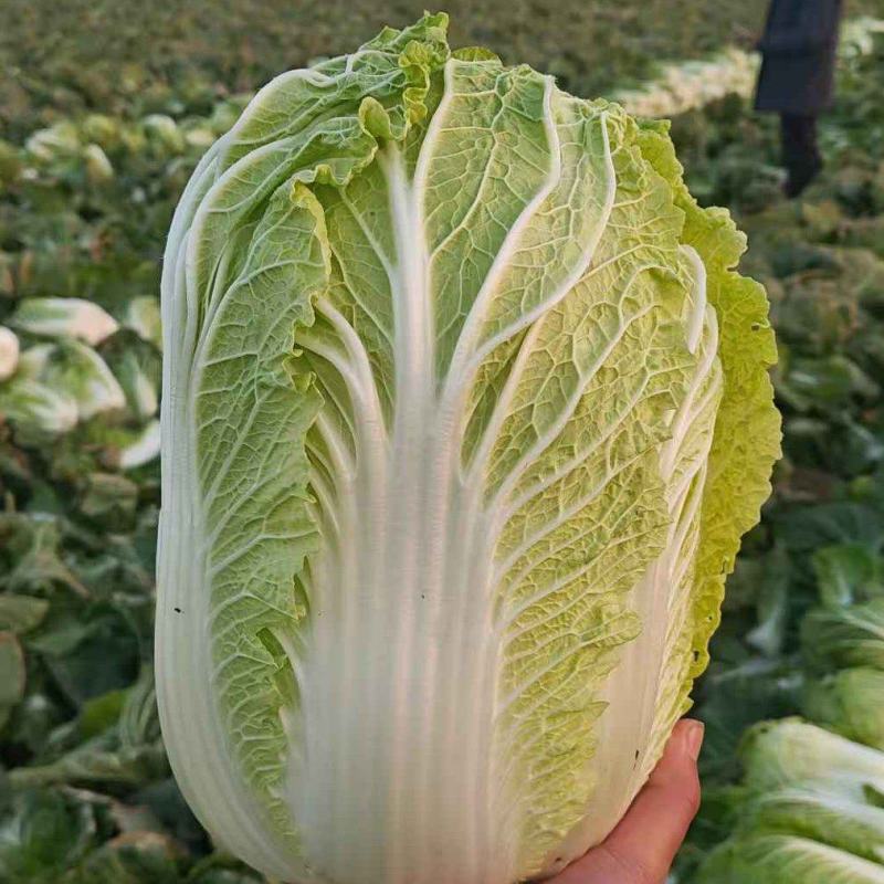 精品矮棵大白菜黄心白菜，价格美丽，需要的老板请联系
