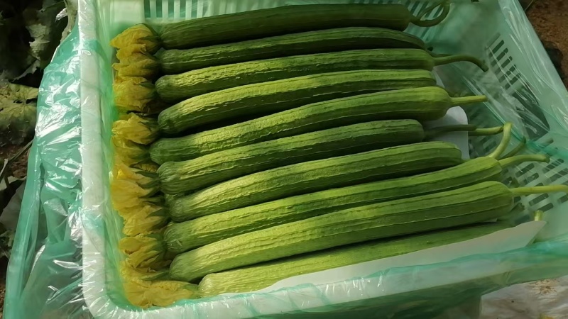 绿皮丝瓜