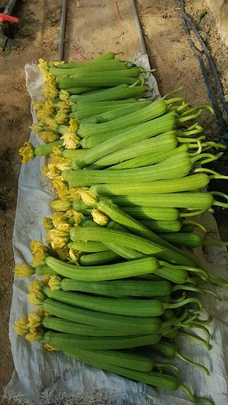 绿皮丝瓜