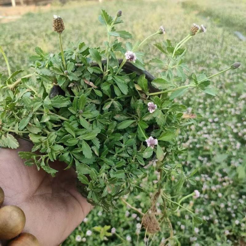 精品姬岩垂草优质姬岩垂草自产自销