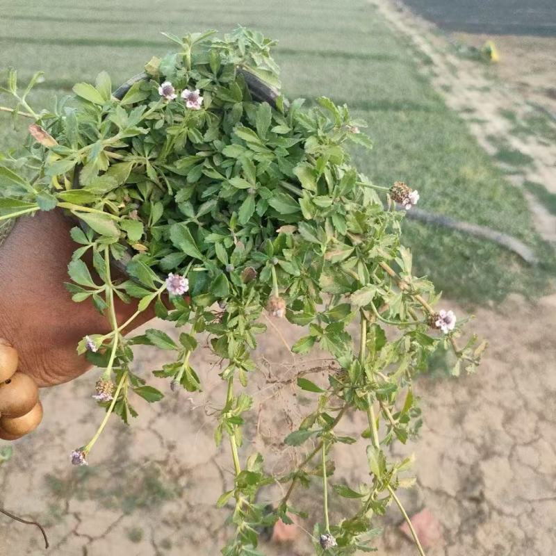 精品姬岩垂草优质姬岩垂草自产自销