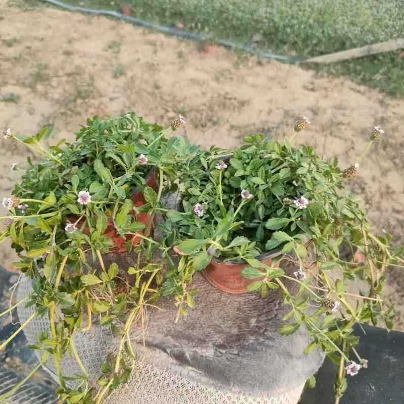 精品姬岩垂草优质姬岩垂草自产自销