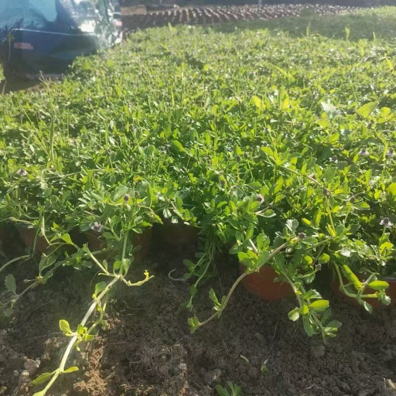 精品姬岩垂草优质姬岩垂草自产自销