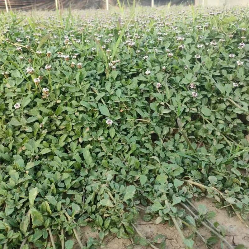 精品姬岩垂草优质姬岩垂草自产自销