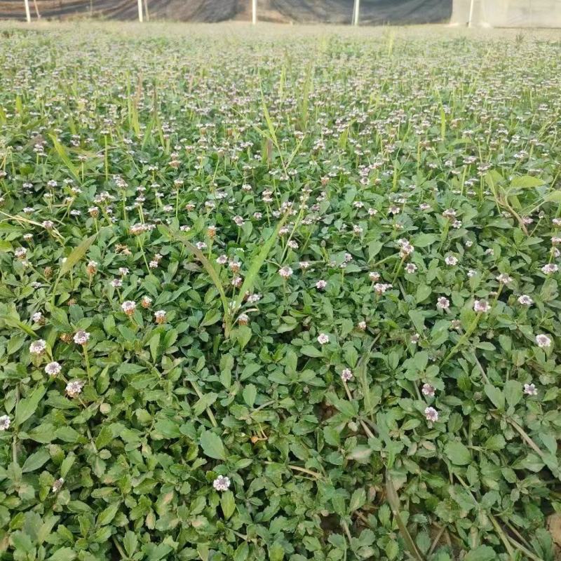 精品姬岩垂草优质姬岩垂草自产自销