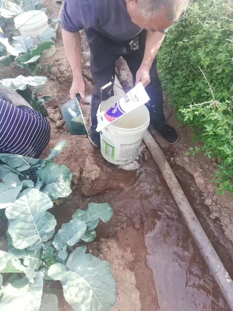 斩线除菌微生物菌剂防治根结线虫肥料预防重茬死苗烂根