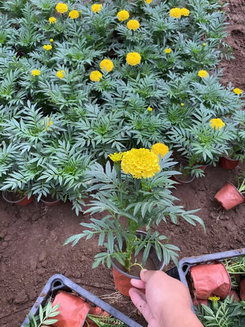 精品万寿菊优质万寿菊自产自销