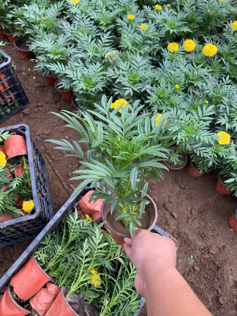 精品万寿菊优质万寿菊自产自销